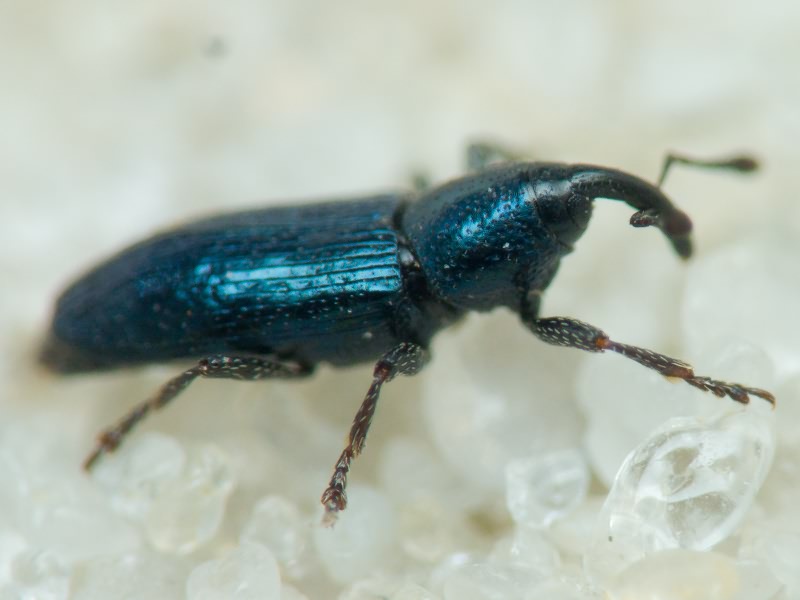 Aulacobaris janthina (Boheman, 1836)